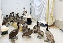 Wildlife Rescue Centers Inundated with Emaciated Pelicans