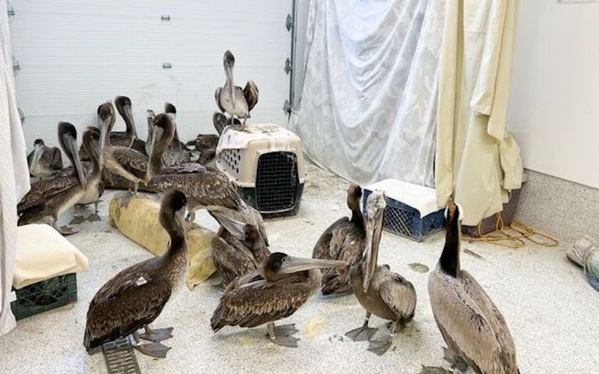 Wildlife Rescue Centers Inundated with Emaciated Pelicans