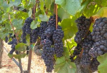 Full Belly Files | Monterey’s Santa Barbara Wine Ties