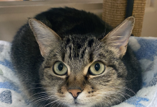 Daisy, Doris, Chip and Milhouse 