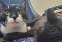 Toby, Isaac, Luna & Lionel