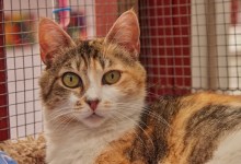 Gracie, Domino, Porky, and Ali