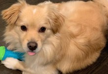 Zelda, Ferdinand, Teddy & Sweetie