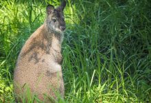 Santa Barbara Zoo Welcomes First Baby Wallaby to Australian Walkabout