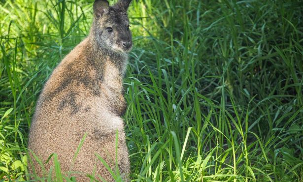 Santa Barbara Zoo Welcomes First Baby Wallaby to Australian Walkabout