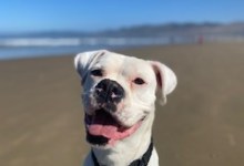 Santa Barbara Humane Offers Tips for Keeping Dogs Safe While Swimming