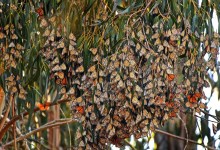 Community Invited to Outreach Events at the Ellwood Mesa Monarch Butterfly Grove on July 7 and 9￼