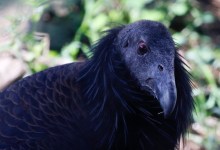 Santa Barbara Birding | The California Condor