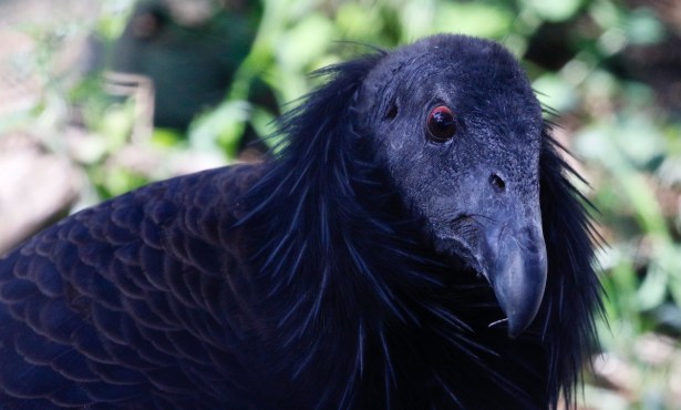 Santa Barbara Birding | The California Condor