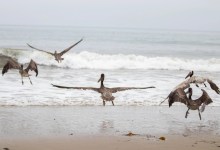 Ten Brown Pelicans Released Back to the Wild in Montecito and Goleta