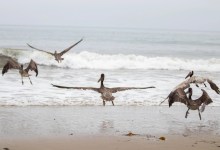 10 Brown Pelicans Released Back to the Wild in Montecito and Goleta