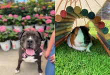 Digit, Lucky, Maximus, and Tommy Bunhamma