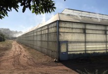 Carpinteria Valley Cannabis Approaches a Milestone