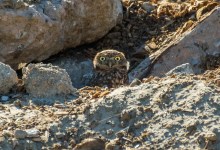 North Campus Open Space – Free to Public Nature Walk