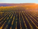 Vineyards, Sheep, and Ecosystem Health