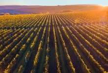 Vineyards, Sheep, and Ecosystem Health