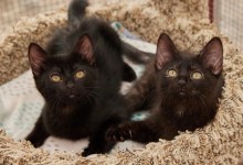 Lovebug, Ladybug, Dianthus, Tulip, Blair, and Ginger