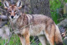 Coyote Hunts in Goleta Housing Tract