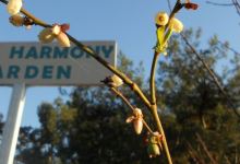 Fruit-Tree Summer Pruning