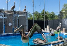 It Was Starvation That Killed the Pelicans