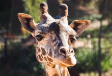 Santa Barbara Zoo Announces Stillborn Death of Giraffe Calf