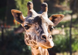 Santa Barbara Zoo Announces Stillborn Death of Giraffe Calf