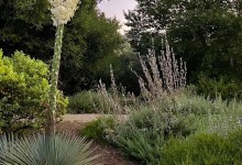 Buellton’s Hidden Gem: The Santa Ynez Valley Botanic Garden