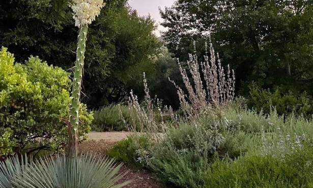 Buellton’s Hidden Gem: The Santa Ynez Valley Botanic Garden