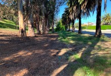 Can Santa Barbara’s Bicyclists and Trees Get Along? 