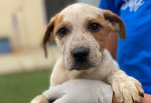 Emergency Fosters Needed for Cattle Dog Puppies