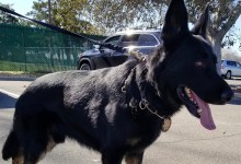 Santa Barbara Jail Escapee Caught After Air Support, K-9 Search