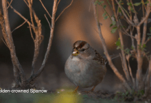 Birds of Lake Los Carneros Short Film