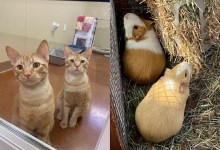 Frito, Dorito, Mick, Rose, and Buttercup