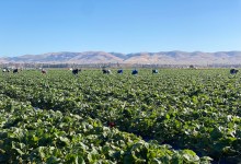 Santa Barbara County Ag Revenues Almost Hit $2 Billion Ceiling