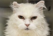 Prissy, Nara, and Sadie