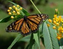 Monarch Butterflies Put on ‘Red List’ of Endangered Species