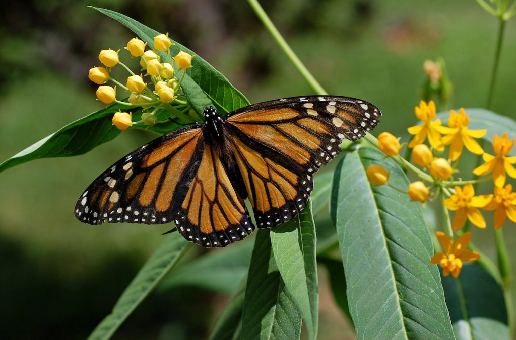 Monarch Butterflies Put on ‘Red List’ of Endangered Species The Santa Barbara Independent
