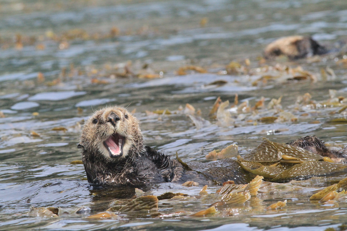 Feds Consider Delisting Southern Sea Otter as Protected Species - The