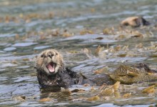 Feds Consider Delisting Southern Sea Otter as Protected Species