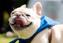 Rosewood Miramar Beach announces: Miramar Best In Show