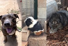 Icarus, Leo, and Clarissa