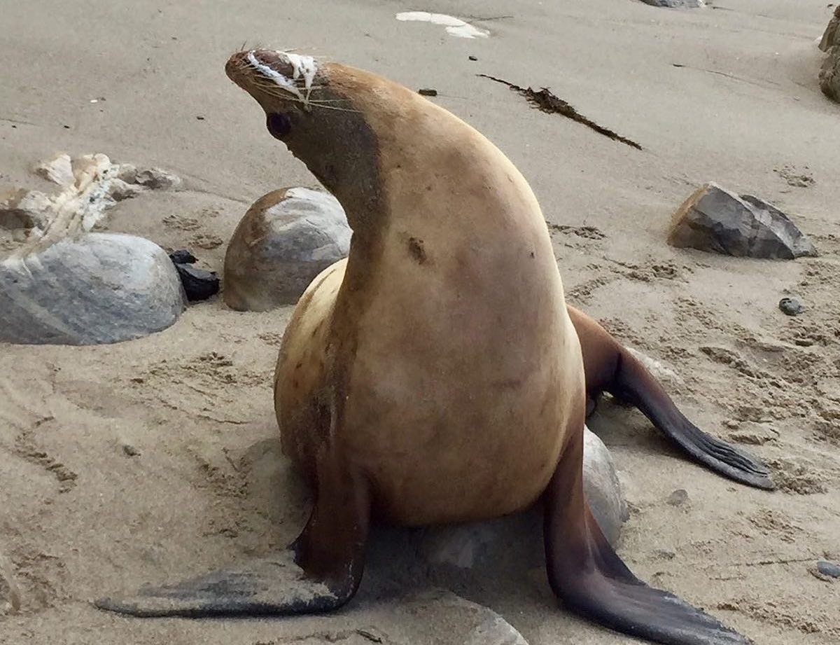 Sick Sea Lions Showing Up On Santa Barbara And Ventura Beaches The sick-sea-lions-showing-up-on-santa-barbara-and-ventura-beaches-the