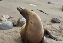 Santa Barbara Channel Sightings: The Red Tide and Great Whites