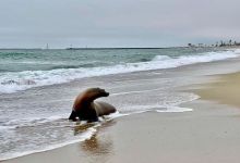 Sick Sea Lions Showing up on Santa Barbara and Ventura Beaches