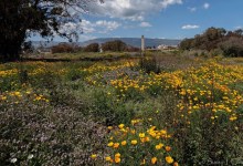 Quema Controlada en UCSB Lagoon Programada para a Mediados de Septiembre