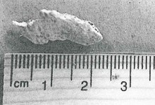 ‘Data Suggests Cow’: New Report Casts More Doubt over Montecito Debris Flow Remains