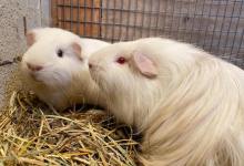 Flower, Coneglio, Tater & Tot