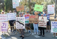 Modoc Trees Granted Temporary Reprieve in Santa Barbara