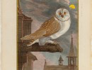Exhibit Opening: “A Parliament of Owls: 300 Years of Owl Illustration”