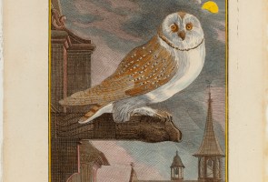 Exhibit Opening: “A Parliament of Owls: 300 Years of Owl Illustration”
